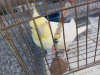 Cocktail bird